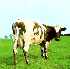 Atom Heart Mother cover Pink Floyd